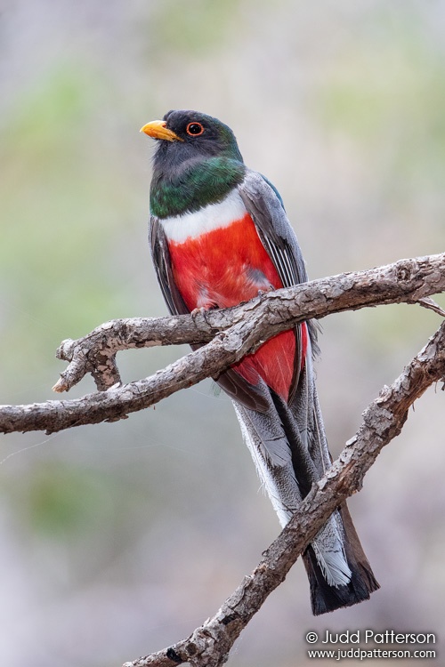 Elegant Trogon, Madera Canyon, Arizona, United States